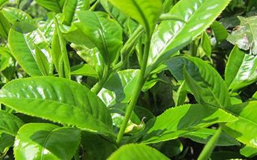 �����οƌWʩ�ʣ����ƌWʩ�ʵķ���