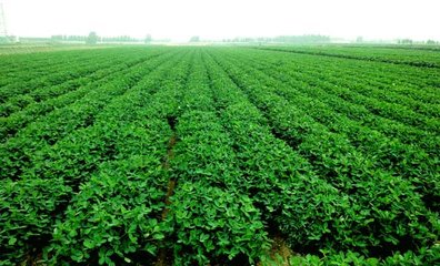 ����Ч�����M���������@Щ���ǡ�͵���߷��ϵġ��惴����