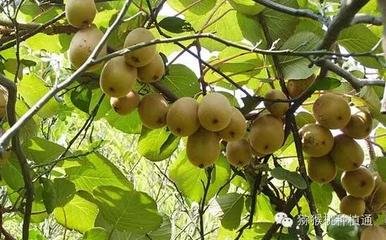 �J������οƌWʩ�ʣ�