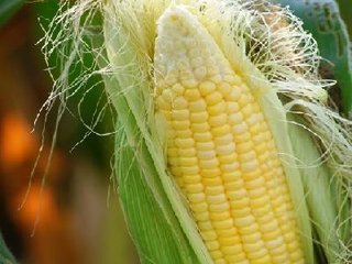 ���������׷�ʣ�