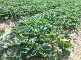 ��ο��Ƴ����߲����L