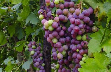 ����ʩ������Щ�`�^������ʩ�ʳ�Ҋ���`�^