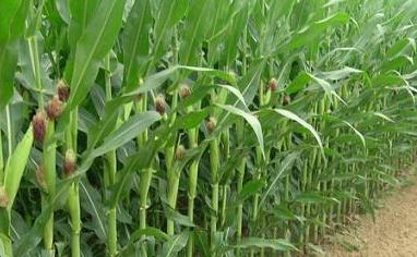 ��οƌW��Чʩ�ʲ��ܷ�ֹ���׿՗U��