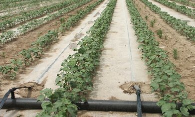 ���B(y��ng)�ֱ�͵����Ч���o����������ʲô׌�r(n��ng)����ԩ���X��