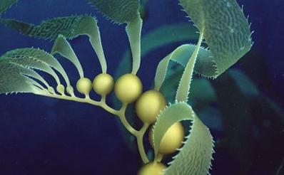 ����ʵĹ�Ч����Щ��