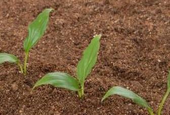 ����ȱ����ţ��������ĳ����e��