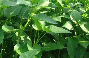 ���Ĳ�������c��ʩ�ʷ���