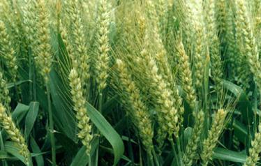 ����ЄeС���Ƿ�ȱ���أ�