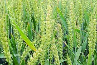 ���Ӳ������С�����׷�Ч����