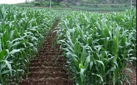 ���׏ķN���գ�һ������Ҫʩ�״ηʲſƌW(xu��)��