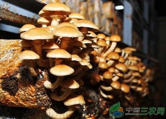 �NֲĢ������ʩ�ʿ����a