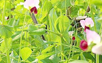 �㶹��������c��ʩ�ʼ��g