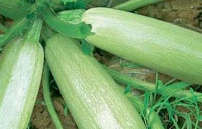 �����J��ôʩ�ʿ������������