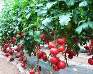 ���t���߮a(ch��n)ʩ������Щ���g(sh��)Ҫ�c(di��n)��