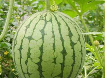 ���ϑ��h�x���ȏͺϷ�