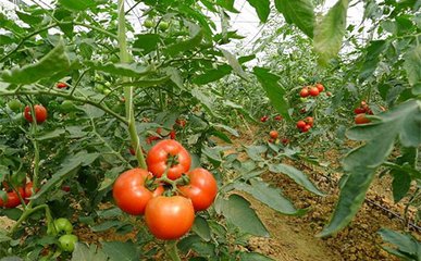 ���t���߮a(ch��n)ʩ������Щ���g(sh��)Ҫ�c(di��n)��