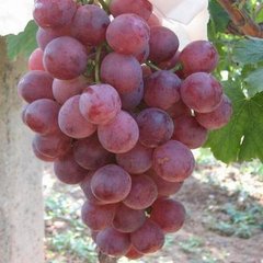 ���Ѯa(ch��n)���ߣ�ʩ���м���