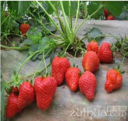 ��ݮ���ԑ�(y��ng)�x��������ʩ����