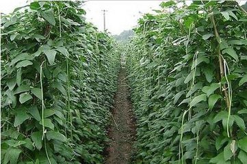 ����׷�ʼ��g