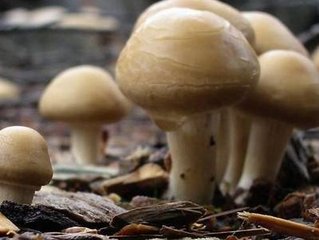 Ģ����ô׷�ʣ�Ģ����׷�ʼ��g(sh��)