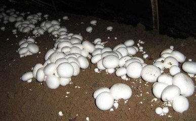 �p�߹�����׷����ע�����