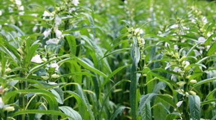 ֥��ʲô�r��ʩ�ʣ�֥��ʩ�ʼ��g