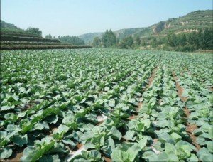 ���{(l��n)���ʩ�ʣ����{(l��n)��ʩ�ʼ��g(sh��)