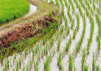 ˮ��ʲô�r�gʩ����� ˮ��ʩ�ʕr�g��ʩ�ʼ��g