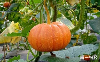 �ϹϷNֲʩ�ʼ��g(sh��)