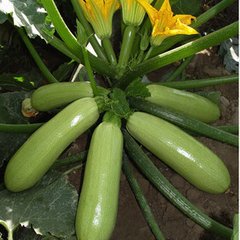 �����J�����ʵͣ������Jʩ��С����