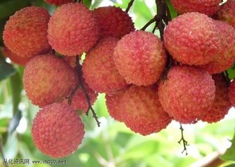 ��֦�a���ͣ���֦�ƌWʩ�ʺ���Ҫ