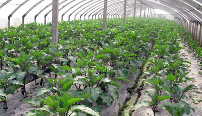 �Gɫ�߲�ʩ�ʷ���