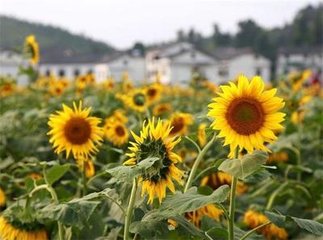 ���տ����ʩ�ʣ����տ�ʩ�ʼ��g(sh��)