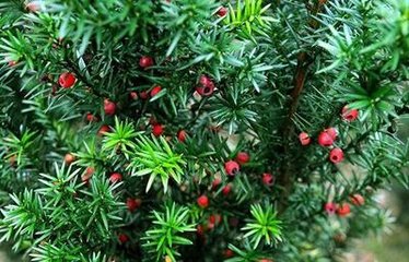 ���؁��t��ɼ��ʲô���ϣ�