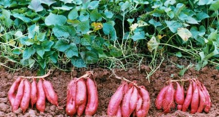 �t���߮a(ch��n)����Ҫɶ���ϣ�