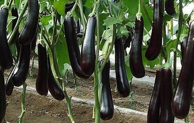 ��Ҫ���Ӹ߮a(ch��n)��ʩ�����c(di��n)���ģ�