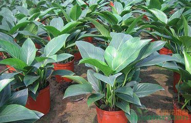 ���Խ��@ʩʲô���L���������Խ��@ʩ��Ҫ�c