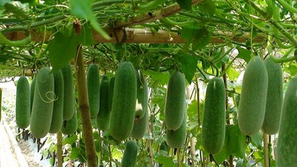 ����ʩʲô�ʱ��^�ã�����ʩ�ʲ��ܸ߮a��