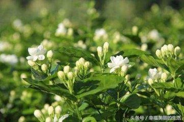 ������ô�Nֲ�����򻨵ķNֲ������ʩ�ʼ���