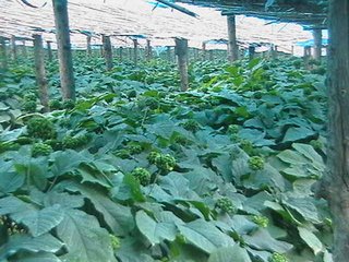 �＾ʩ�������׷����߂��e�`���������ˆ᣿