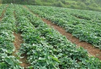 �t����θ�Чʩ�ʣ�