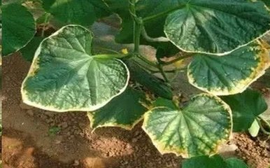 ���ʺ�����ô�a(ch��n)���ģ���ʲô�Y�