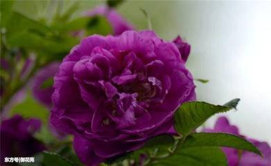 �ۈF�Nޱ��ʩ�ʷ���