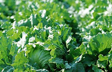 �@��ʩ�õ׷ʲ���ʹ�߲˸߮a���߲˵׷�ʩ�ü���