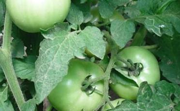 ���t���Y(ji��)���ڰ�����ʲô���ã����t��������ʲô���ϣ�