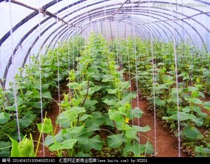 �����߲˸߮a(ch��n)ʩ�ʼ���