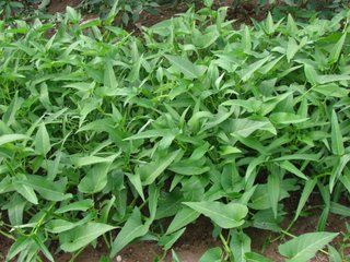 ���Ĳ˸߮a(ch��n)ʩ�ʼ���