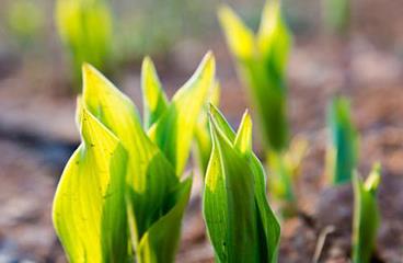 ֲ�����L�{������ʹ���`�^���F��֪��߀����