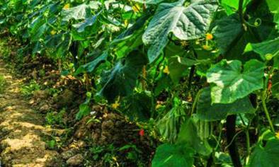 ʲô���������⛣�����������ʲô���ã�