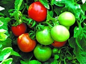 ���t���߮a(ch��n)ʩ�ʷ���